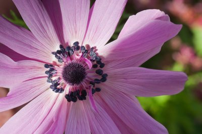 anemone2.jpg