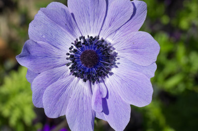 anemone1.jpg