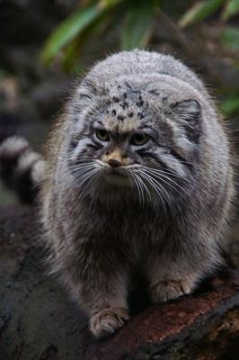 pallascat.jpg