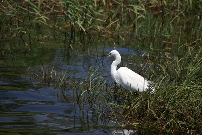 egret.jpg