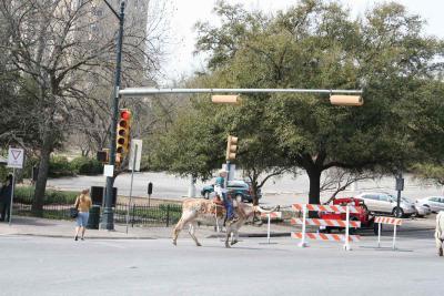 Texas independent parade - Longhorn