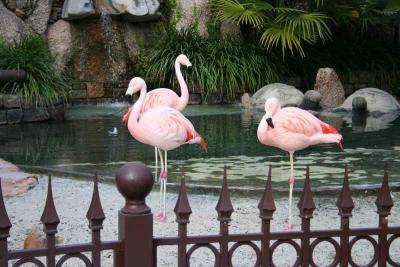 Flamingos