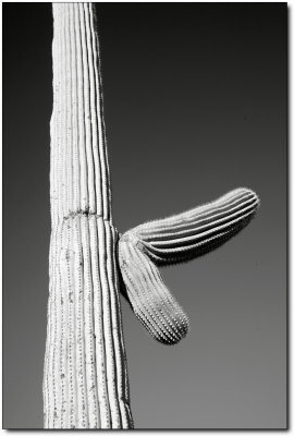 Saguaro National Park 0006.jpg