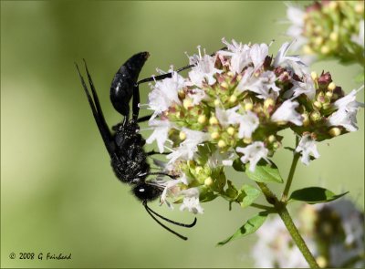 Black-Wasp.jpg