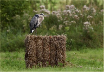 Heron on a Hay Bale