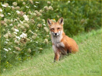 Fox Meadow.jpg
