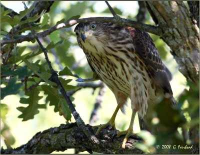 Coopers Hawk