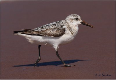 Sanderling