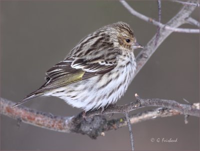 Pine Siskin