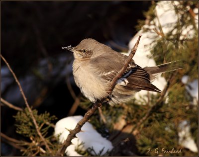 Northern Mockingbird