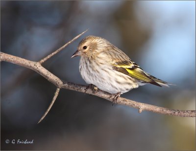 Pine Siskin