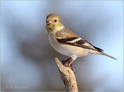 Goldfinch.jpg
