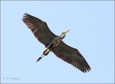Heron Flight Path
