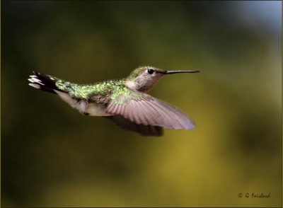 The Hummers Are Back