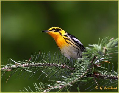 Blackburnian Warbler ( Male)