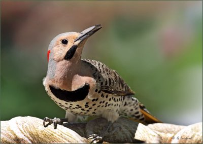 Yellow Shafted Flicker