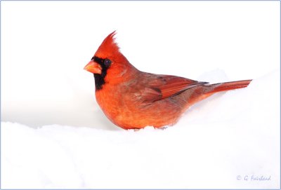 Canadian Cardinal