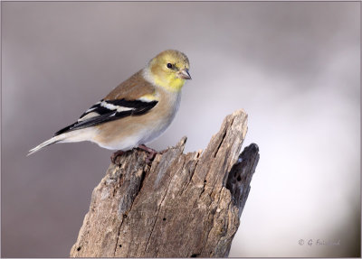 Winter's Goldfinch