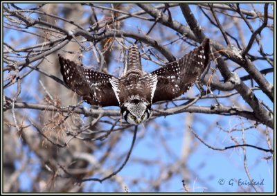 Hawk Owl In Dive Mode