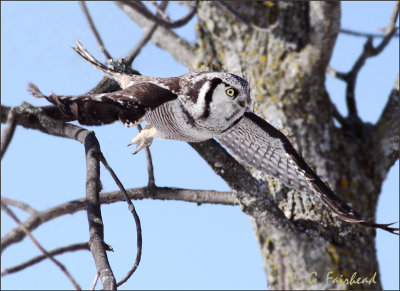 Northern Hawk Owl in Descent Mode