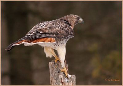 Redtail Hawk I