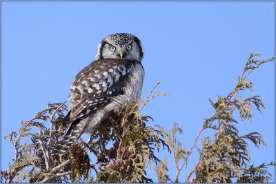 Northern Hawk Owl