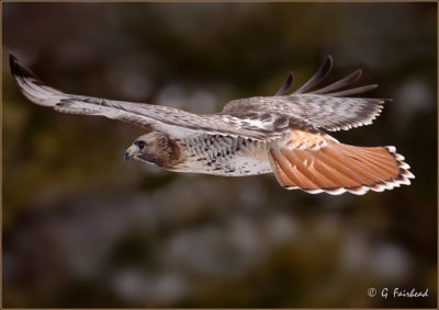 Red Tail Hawk Full Framer