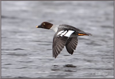 Female Goldeneye IF