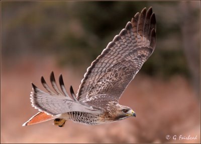 Red Tail