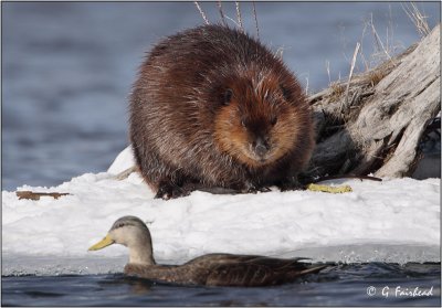 Beaver Stalking A Mallard:-)