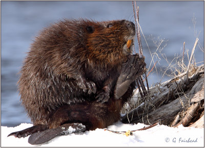 Be Wary of Beavers When They Smile And Wave'-)