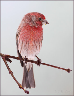 Male House Finch Vertical