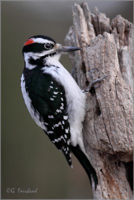 Hairy Woodpecker male