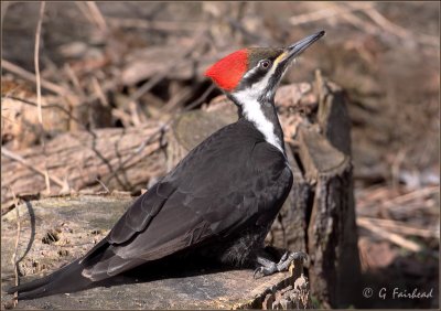 Female Pileated Woodpecker