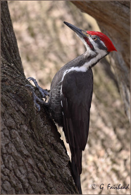 Pileated On The Diagonal