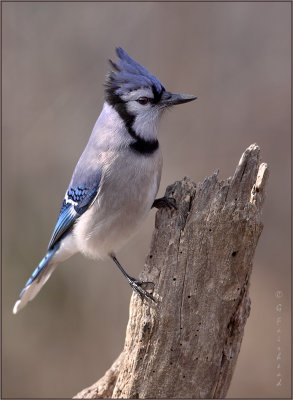 Bluejay In The Sidelight