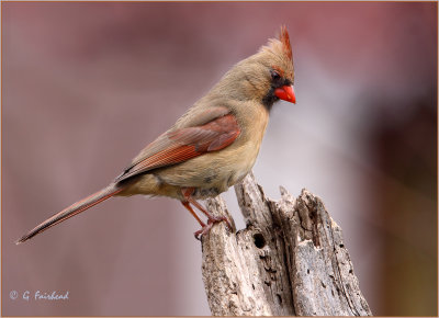 Northern Cardinal Female