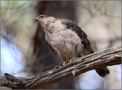 Coopers Hawk Female