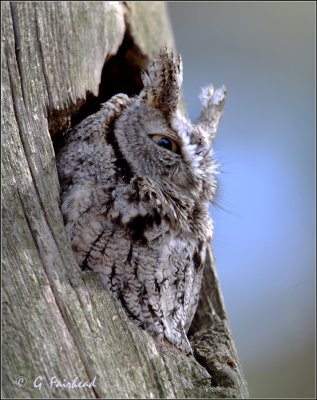Schreech Owl Profile