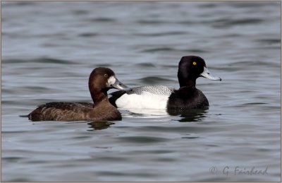 Scaup of a Lesser Kind I believe.