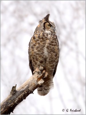 Great Horned owl On A Stick