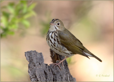 Ovenbird