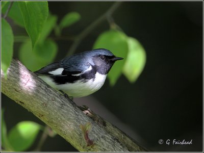 Black Throated Blue Warbler