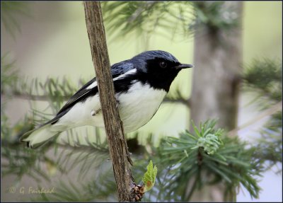 Black Throated Blue Warbler