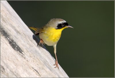 A Leg Up On The Common Yellowthroat