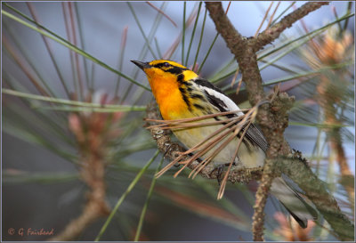 Blackburnian Warbler