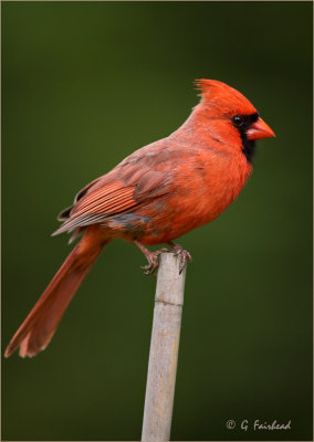 Northern Cardinal On A South East Asian Stick