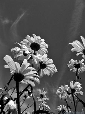 Pushing Up daisies in B/W