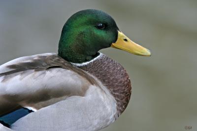 Mallard Profile