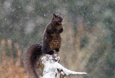 Black Squirrel in a Snow Storm